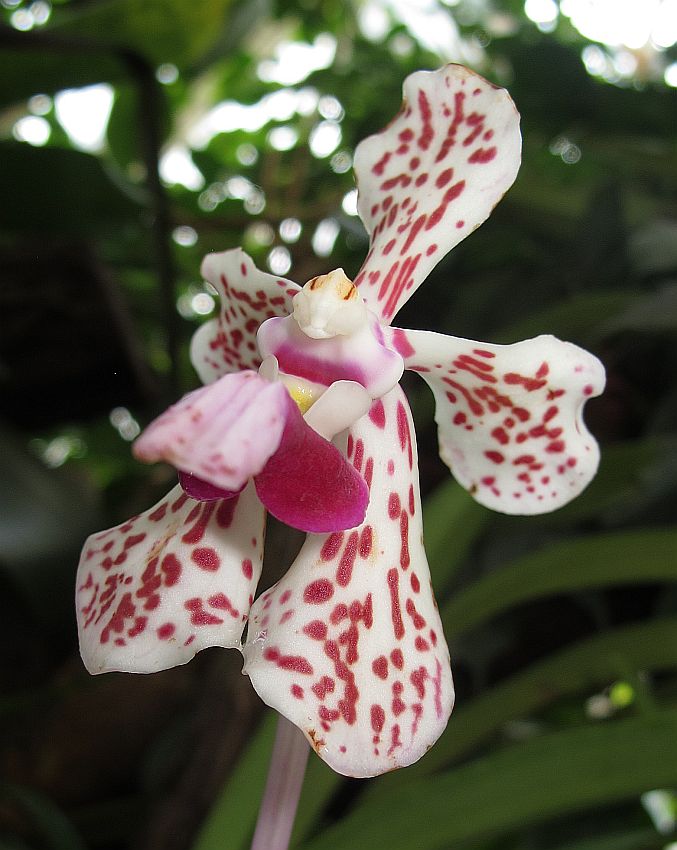 Tropische Flora im Palmenhaus