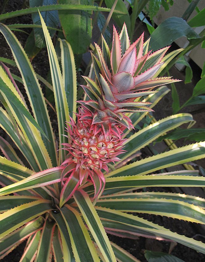 Tropische Flora im Palmenhaus