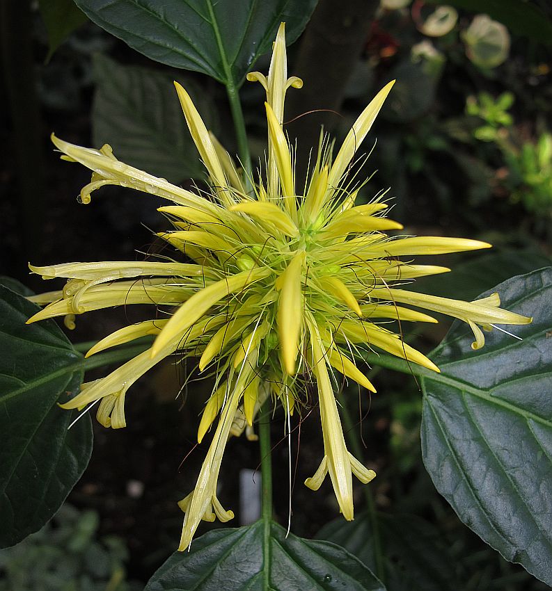 Tropische Flora im Palmenhaus