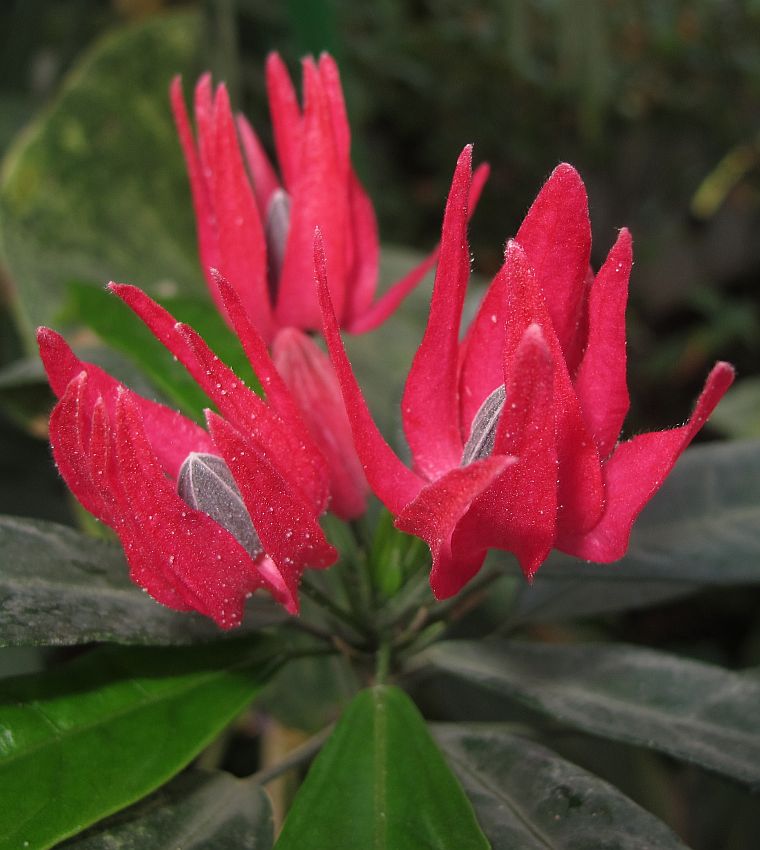 Tropische Flora im Palmenhaus