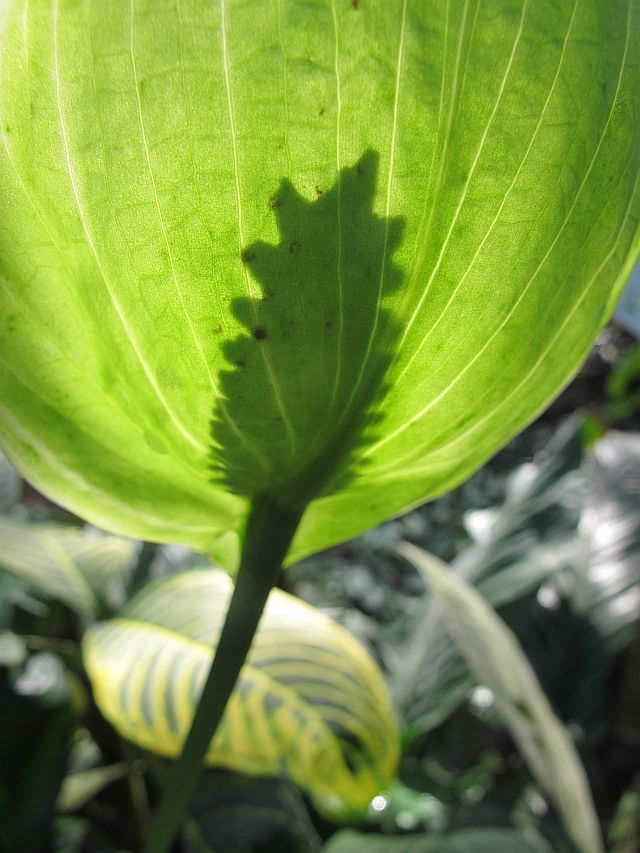 Tropische Flora im Palmenhaus