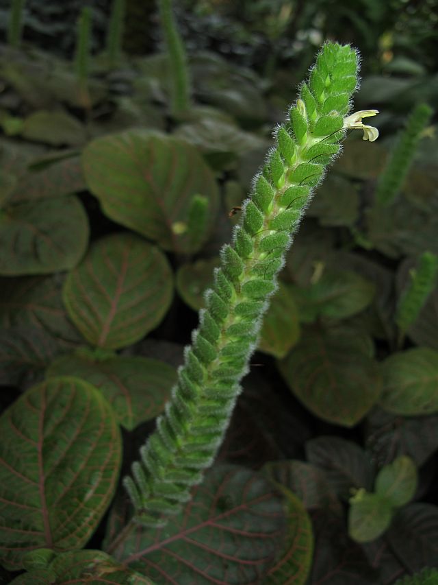 Tropische Flora im Palmenhaus