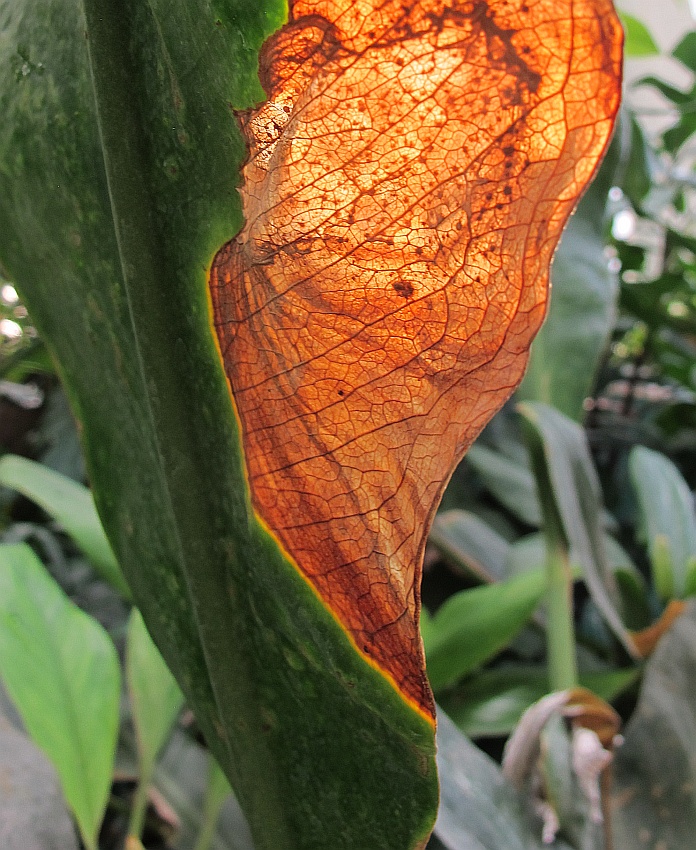 Tropische Flora im Palmenhaus