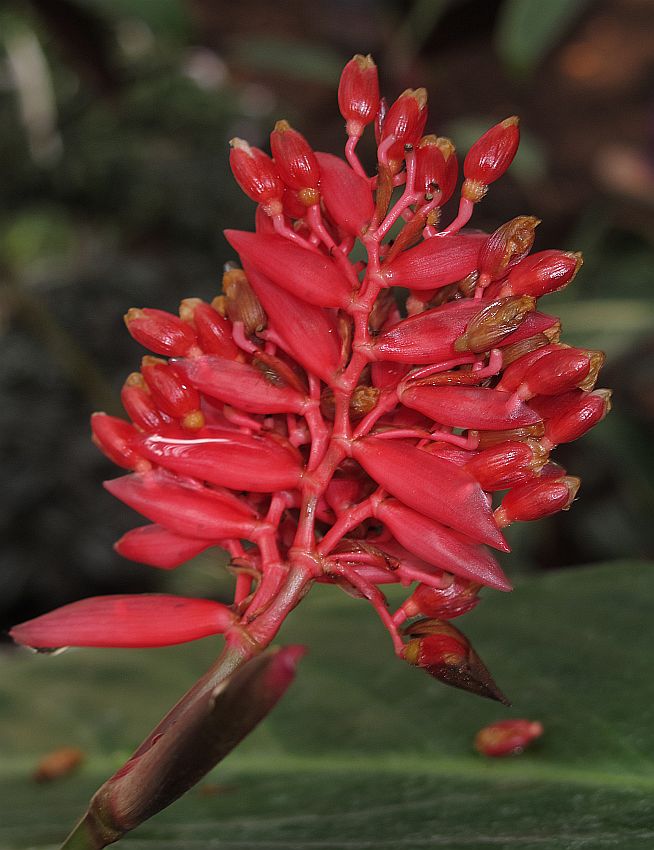 Tropische Flora im Palmenhaus