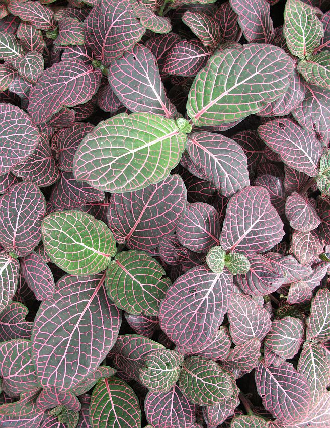 Tropische Flora im Palmenhaus