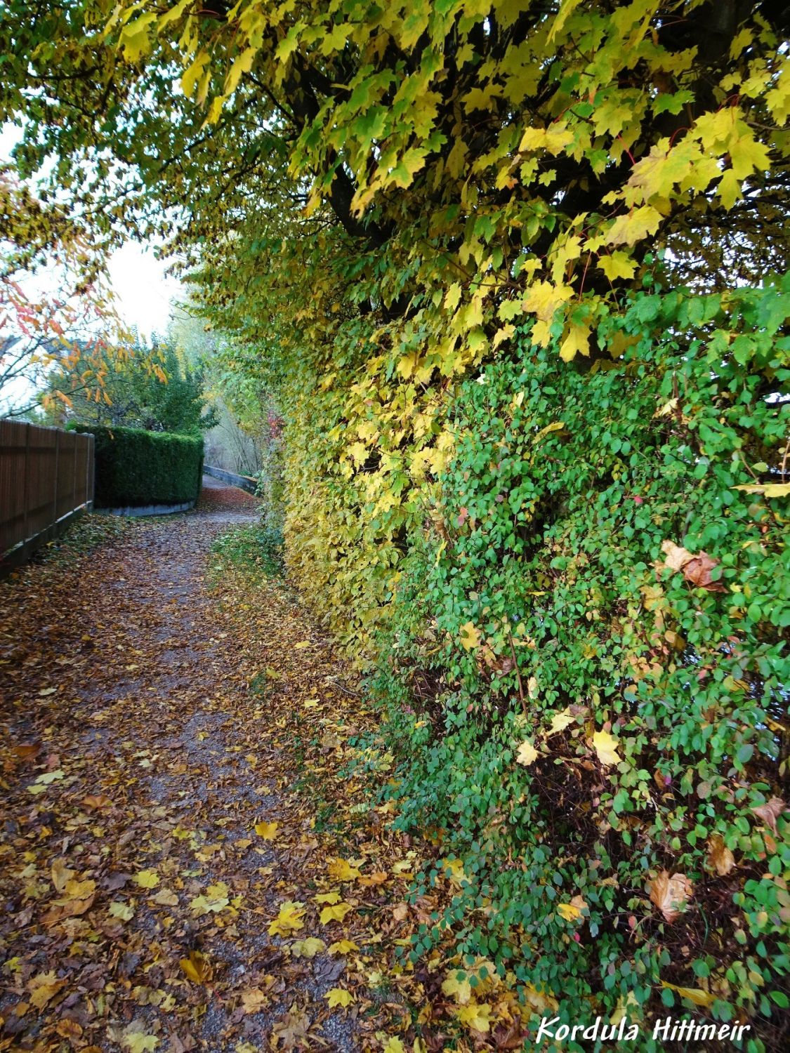 Uferweg im Herbst