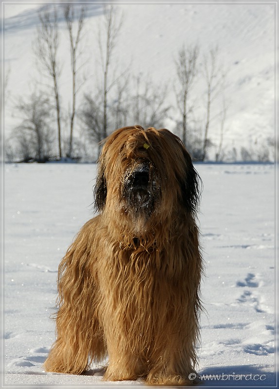 Unsere fauve Briard Hündin LUNA