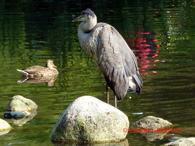 Vancouver, Stanley Park