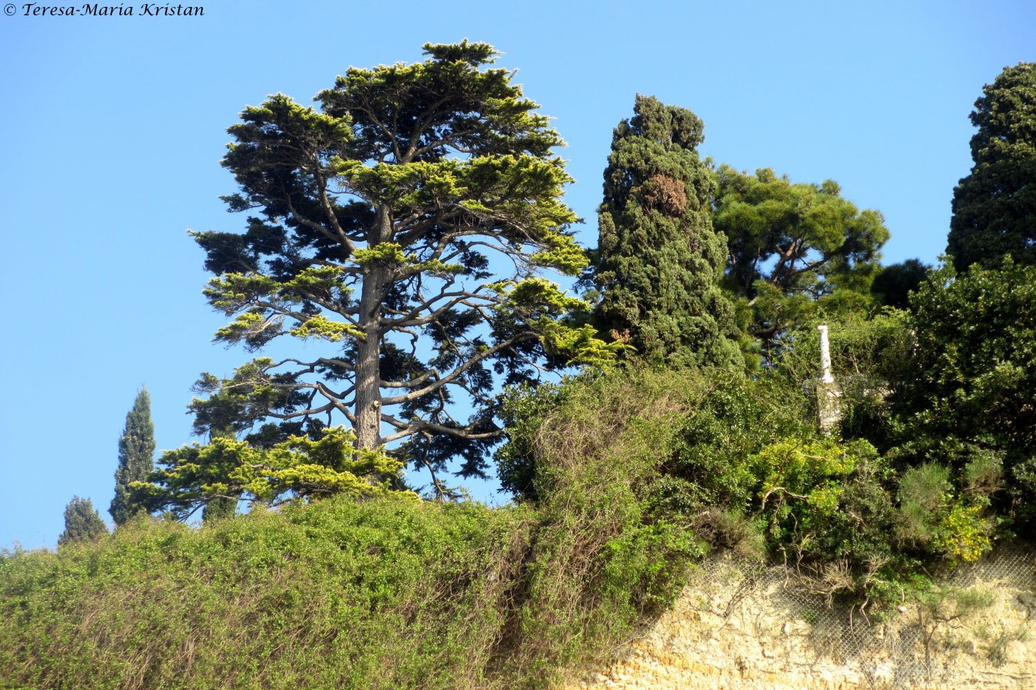 Vegetation in Piran