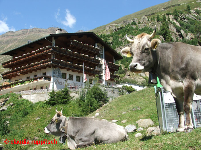 vent: geierwallihof