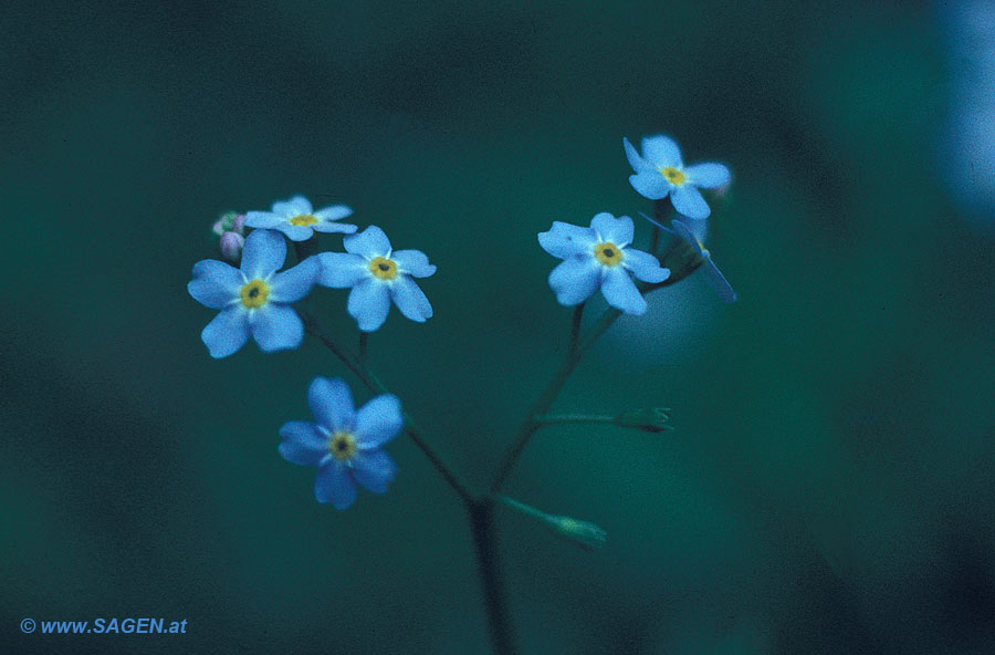 Vergißmeinnicht (Myosotis sp.)