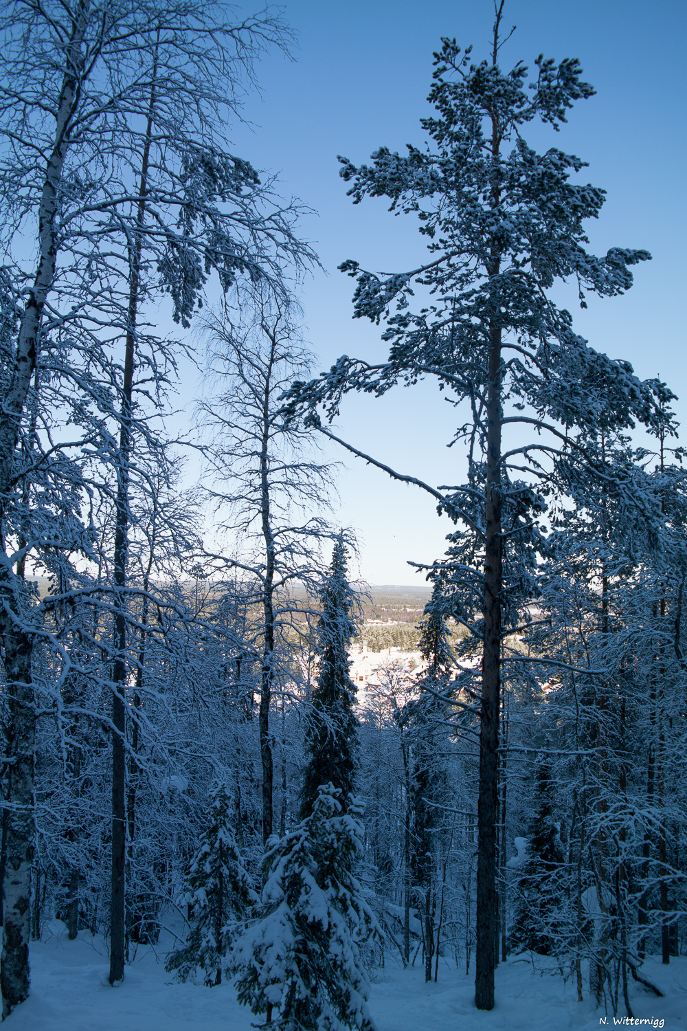 Verschneite Bäume und Licht