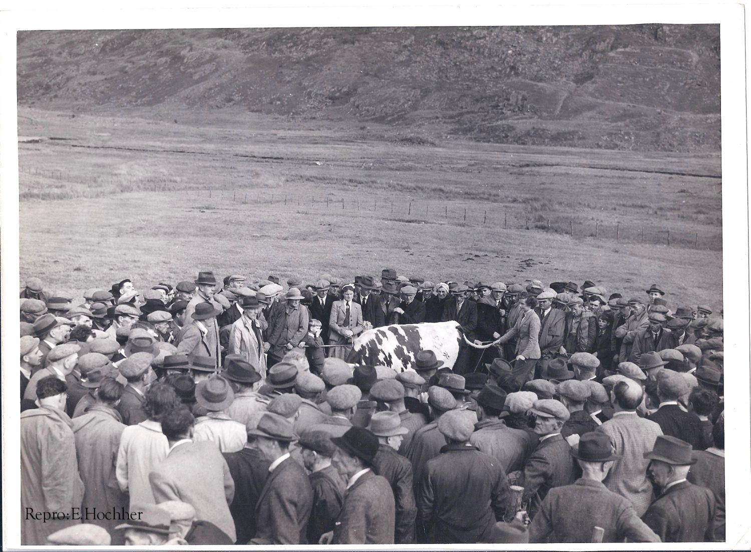 Viehmarkt in Wales 1954