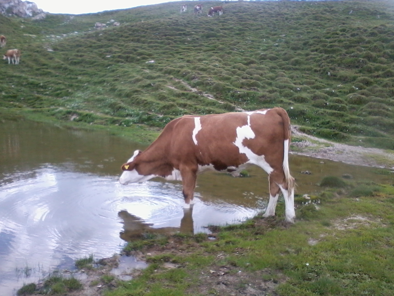 Viehtränke auf der Alm