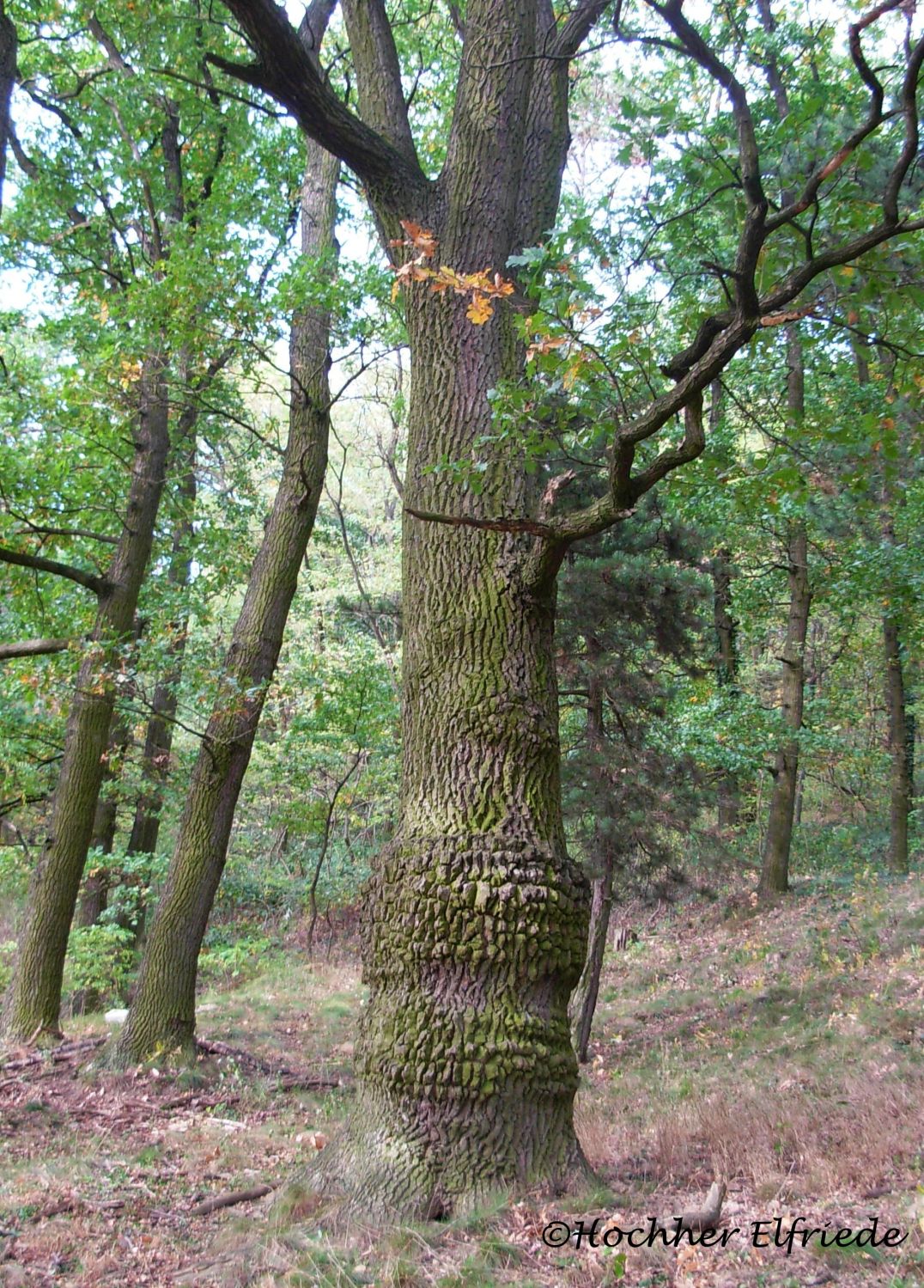 vielleicht wäre er gerne...