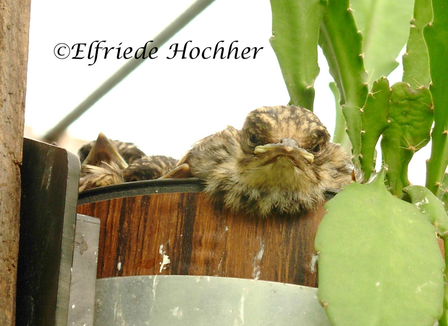 Vogelnest im Blumentopf