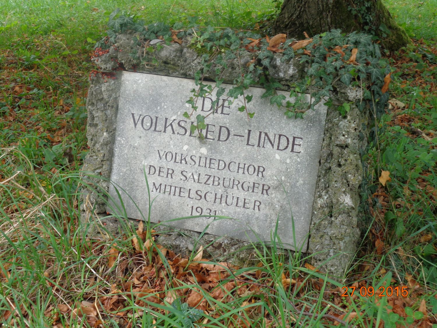 Volksliedlinde