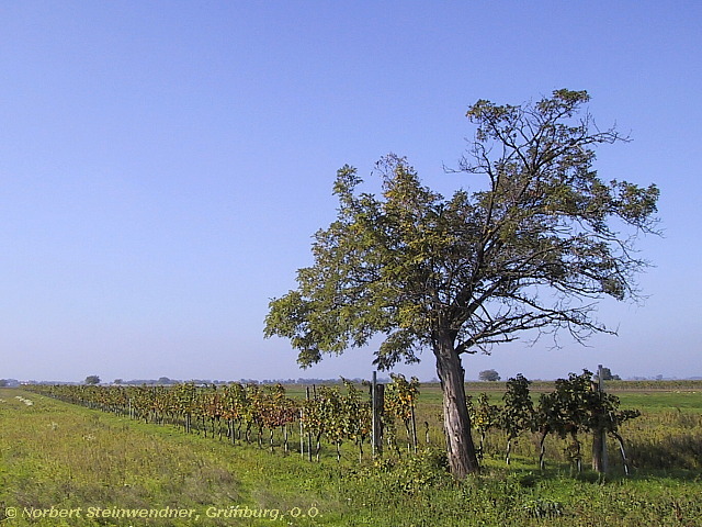 Wächter der Weinreben