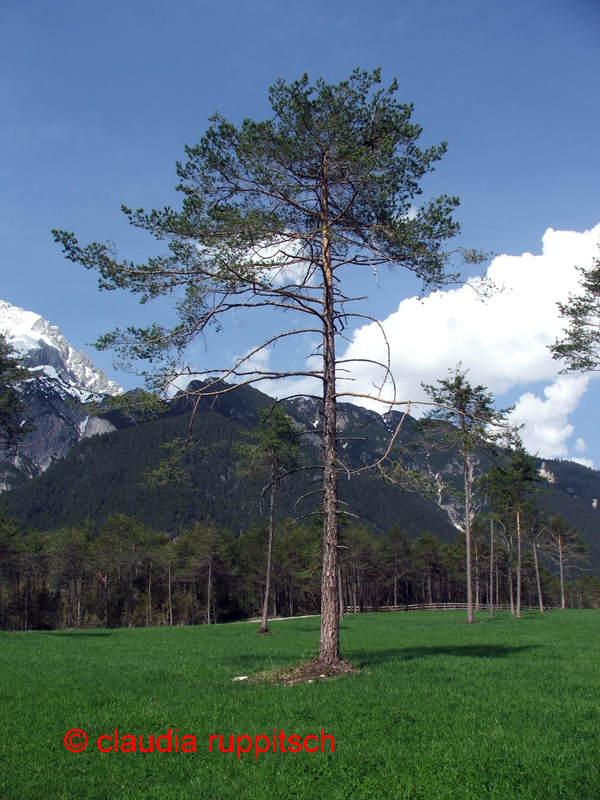 wald im golfgebiet von wildermieming