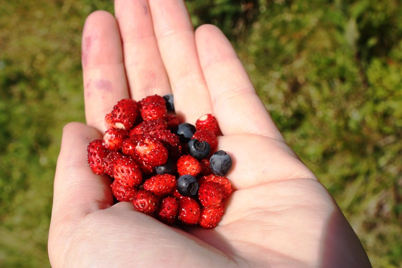 waldbeeren