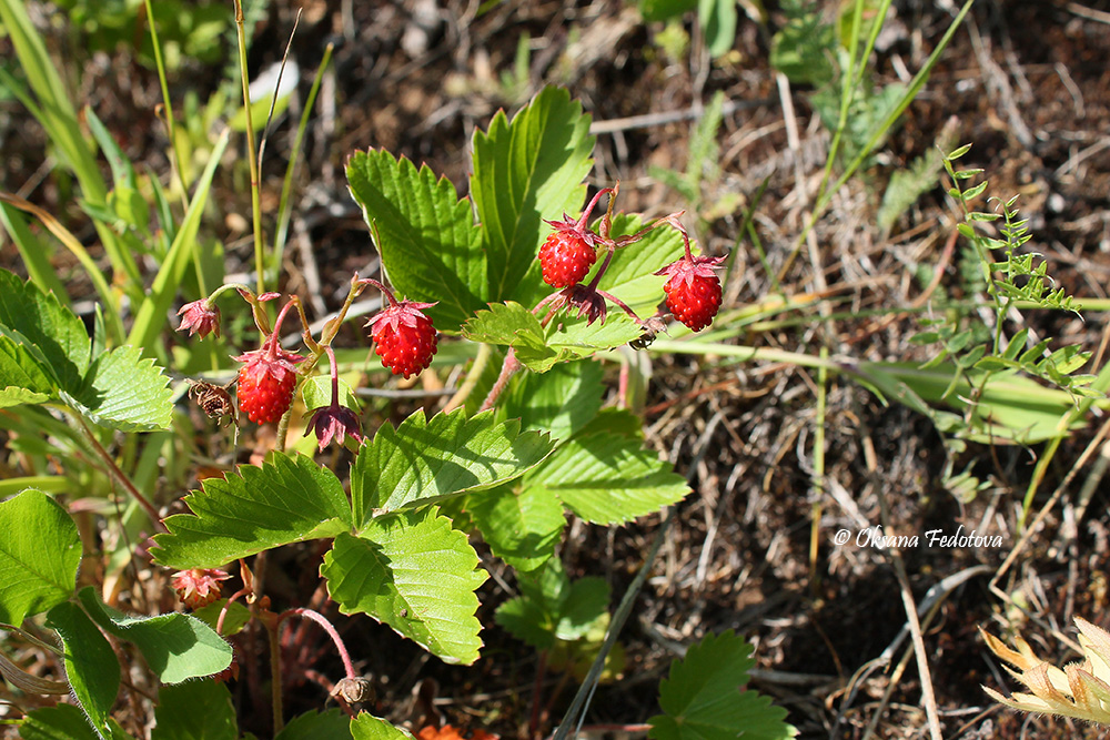 Walderdbeeren