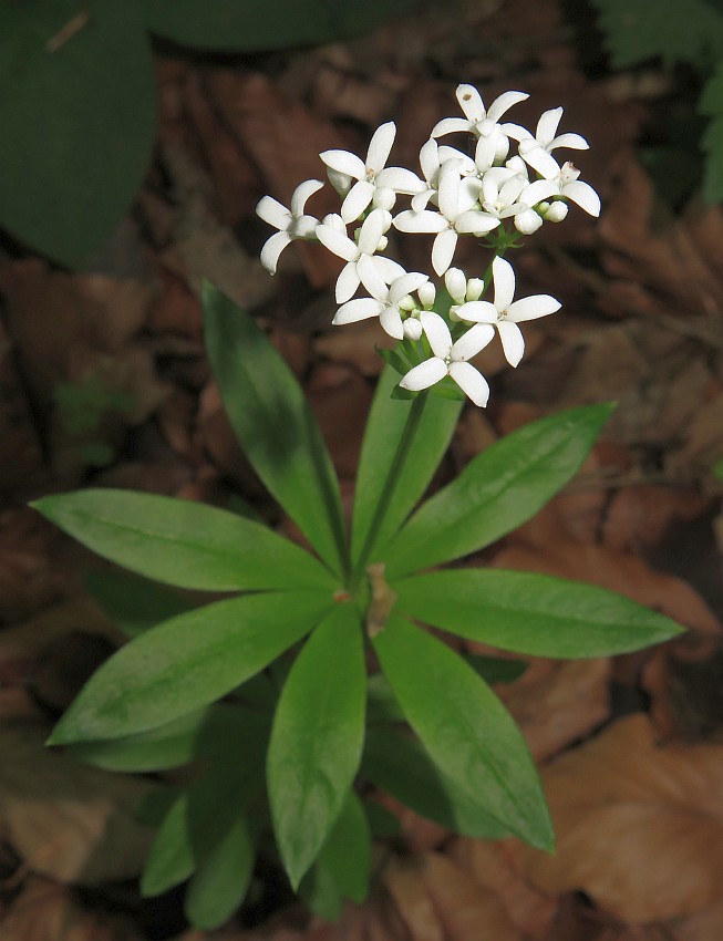 Waldmeister