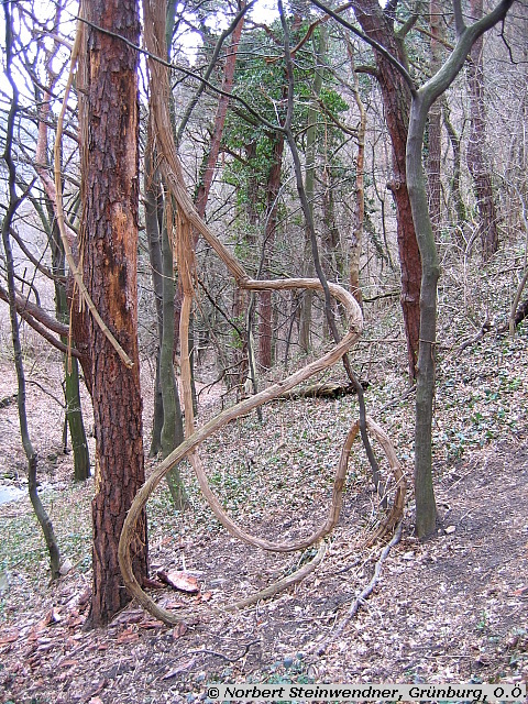 Waldrebe in Dürnstein