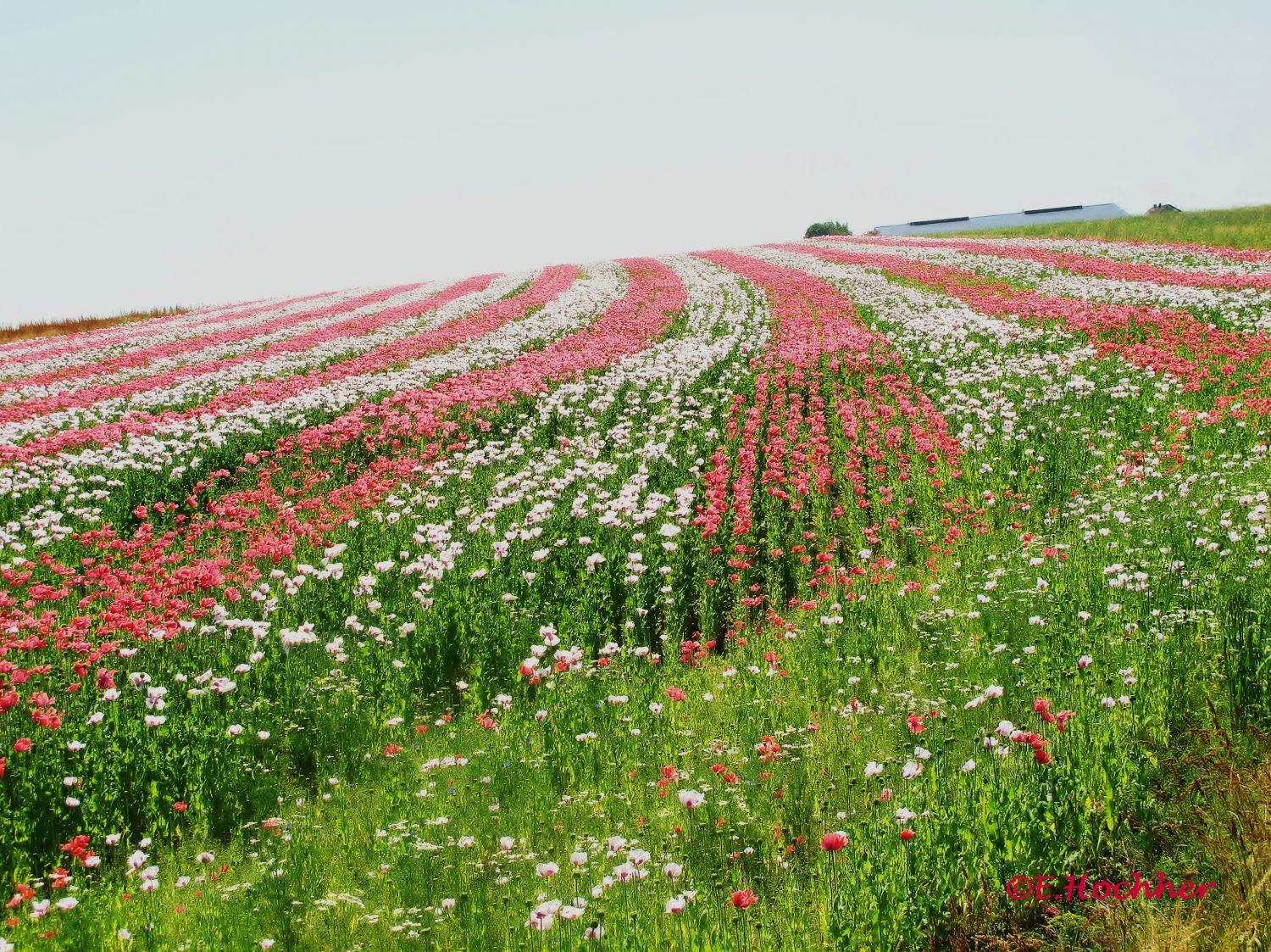 Waldviertel in Rot-Weiß-Rot