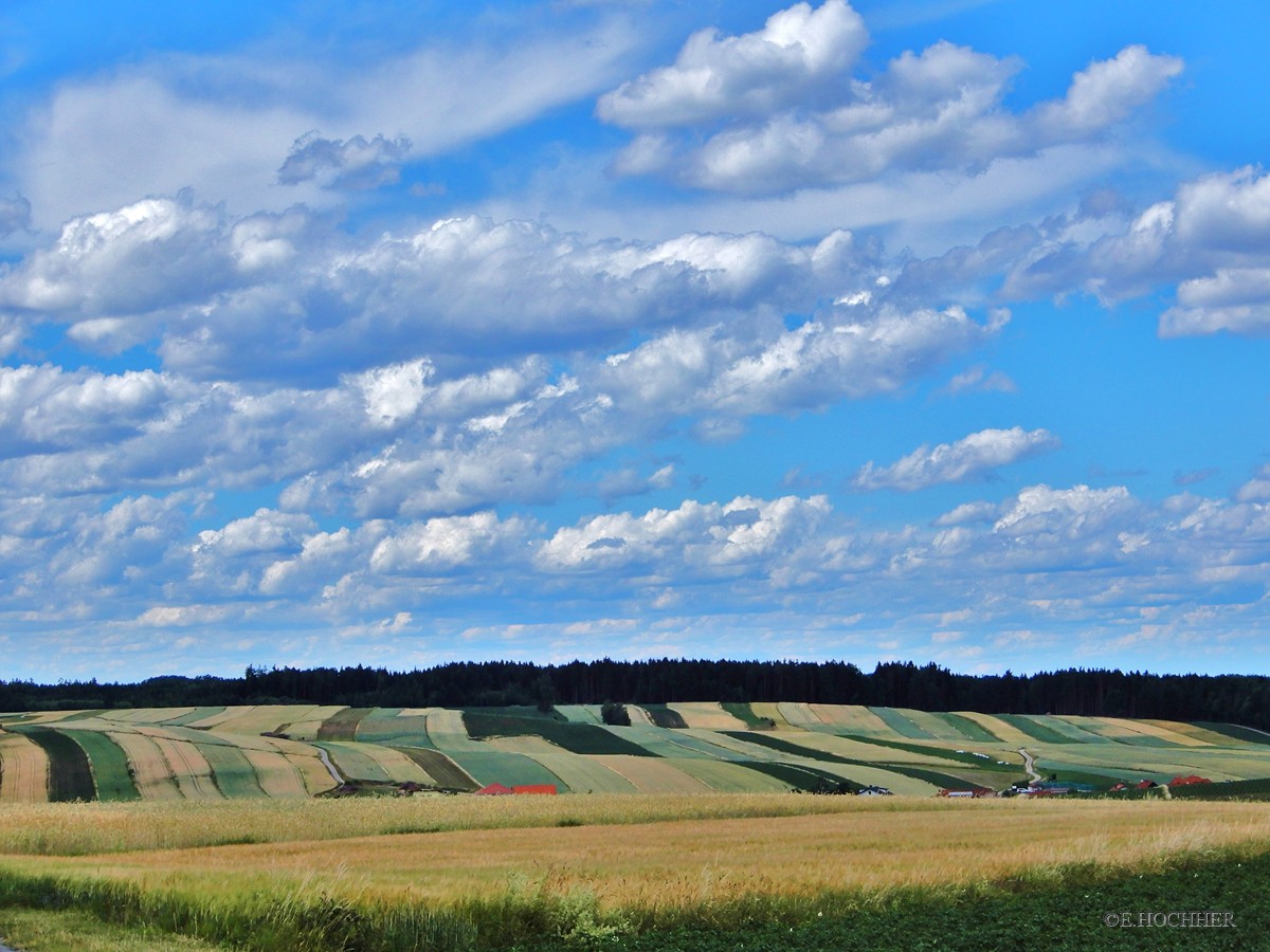 Waldviertel-Sommer