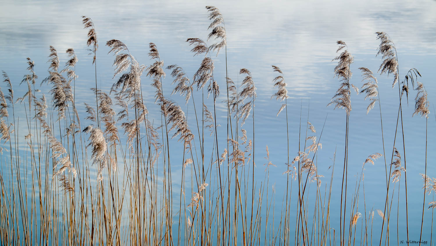 Wallersee -  Schilf