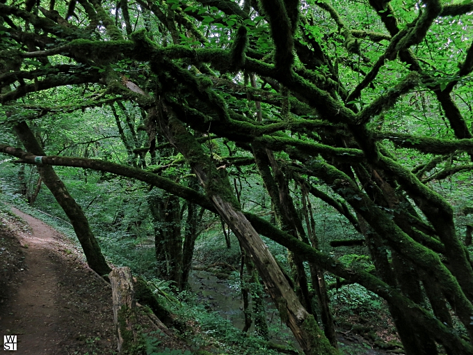 Wandern am Wildbach 2