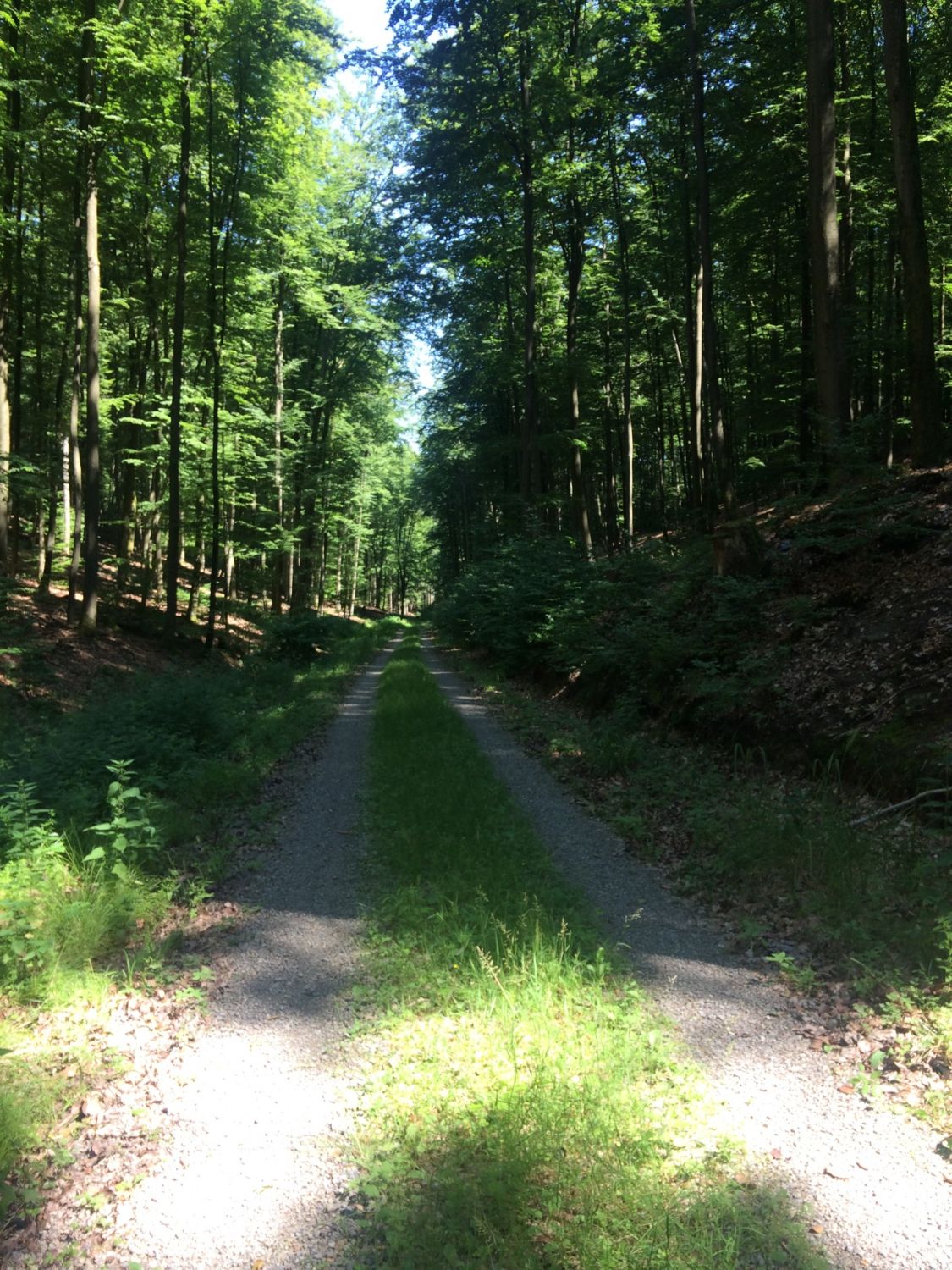 Wanderweg im Spessart