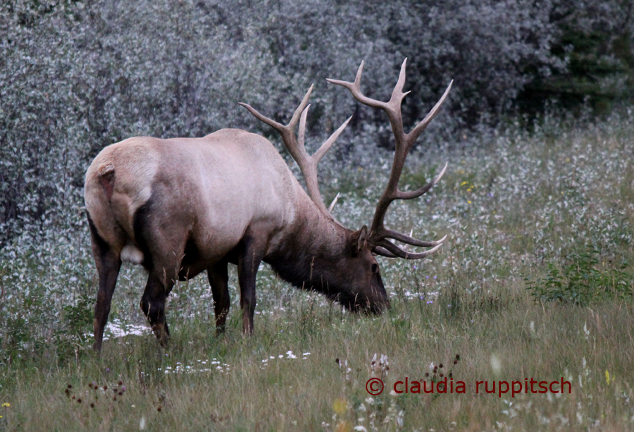 Wapiti-Hirsch, Jasper Nationalpark, Kanada