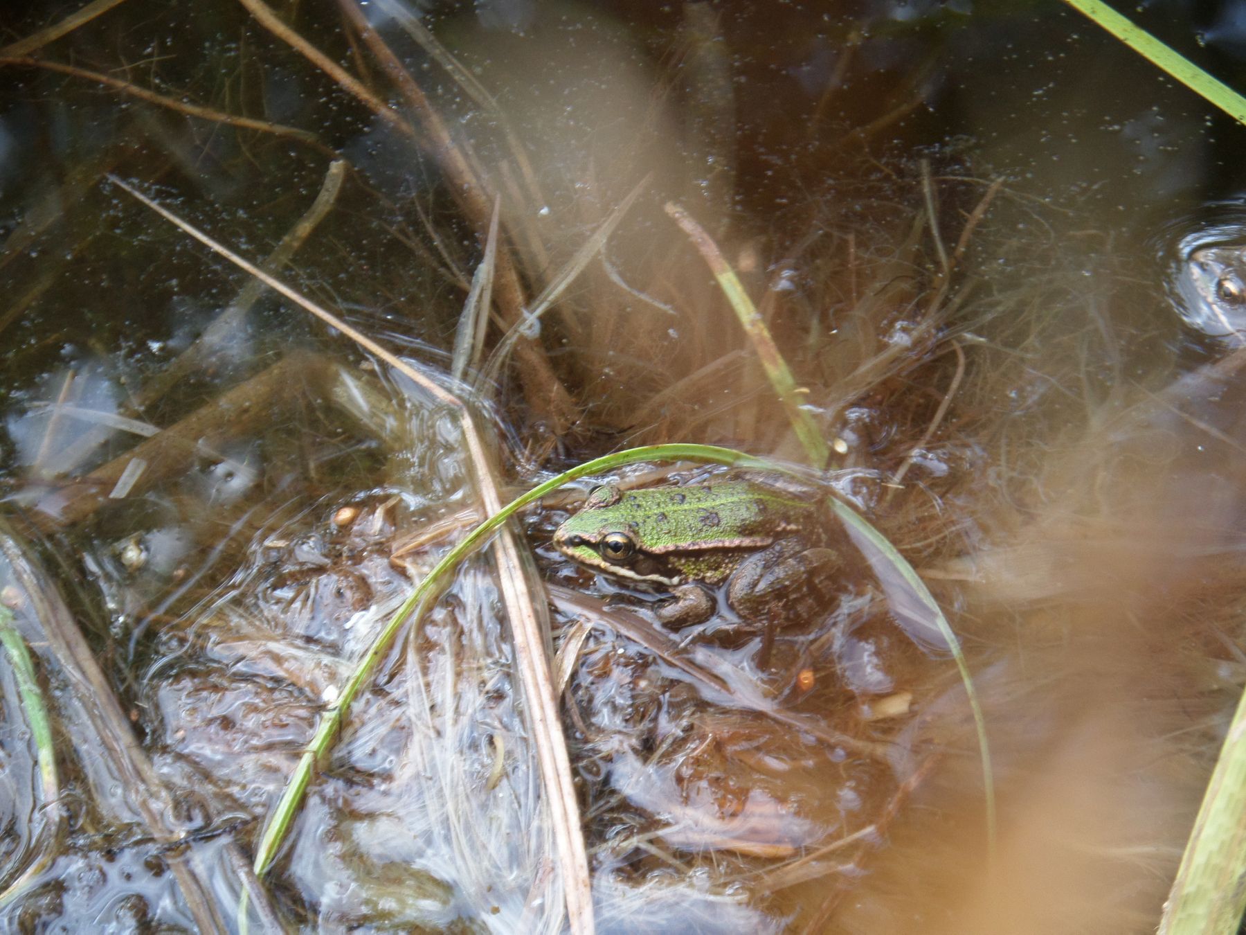 Wasserfrosch