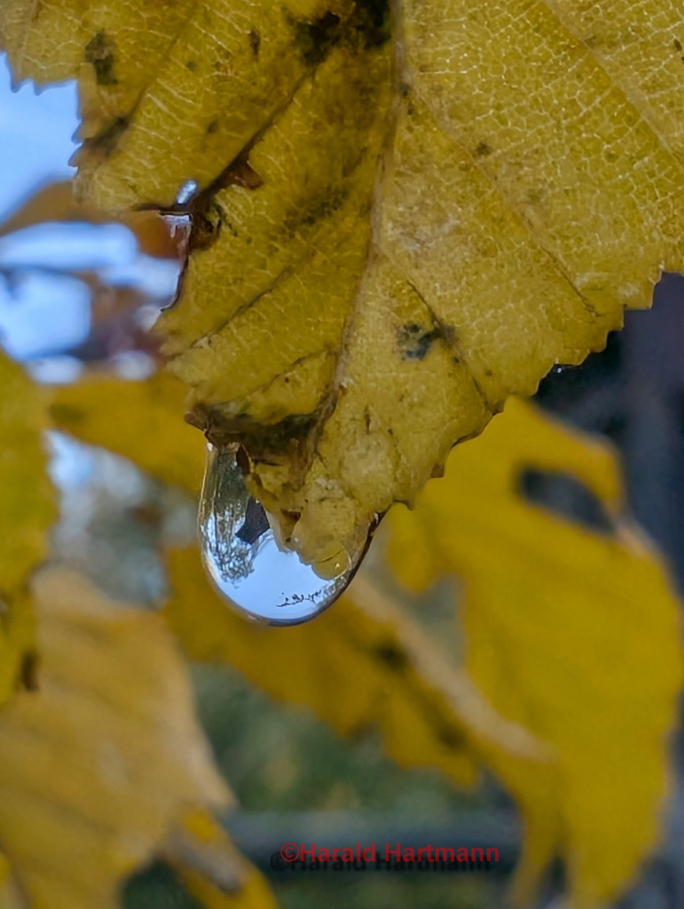 Wassertropfen