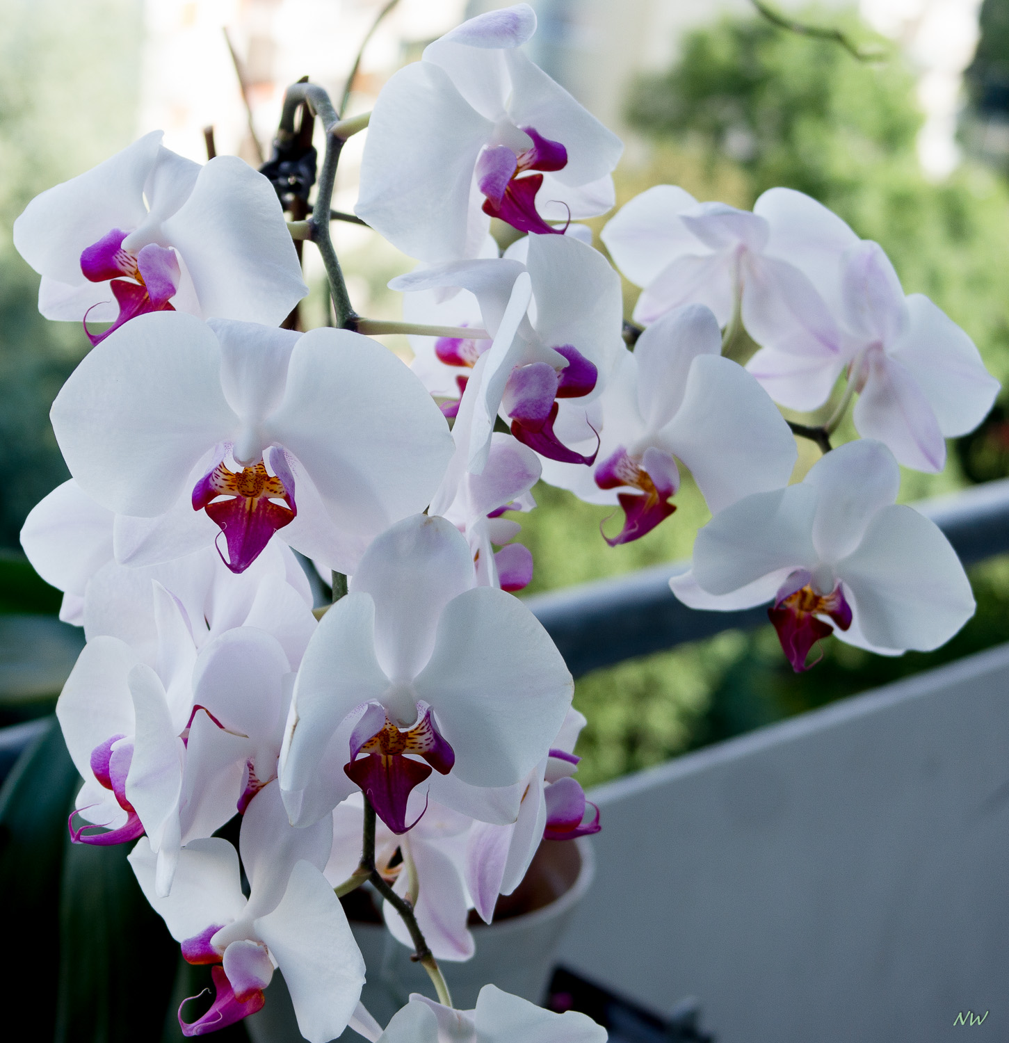 Weiß: Orchidee