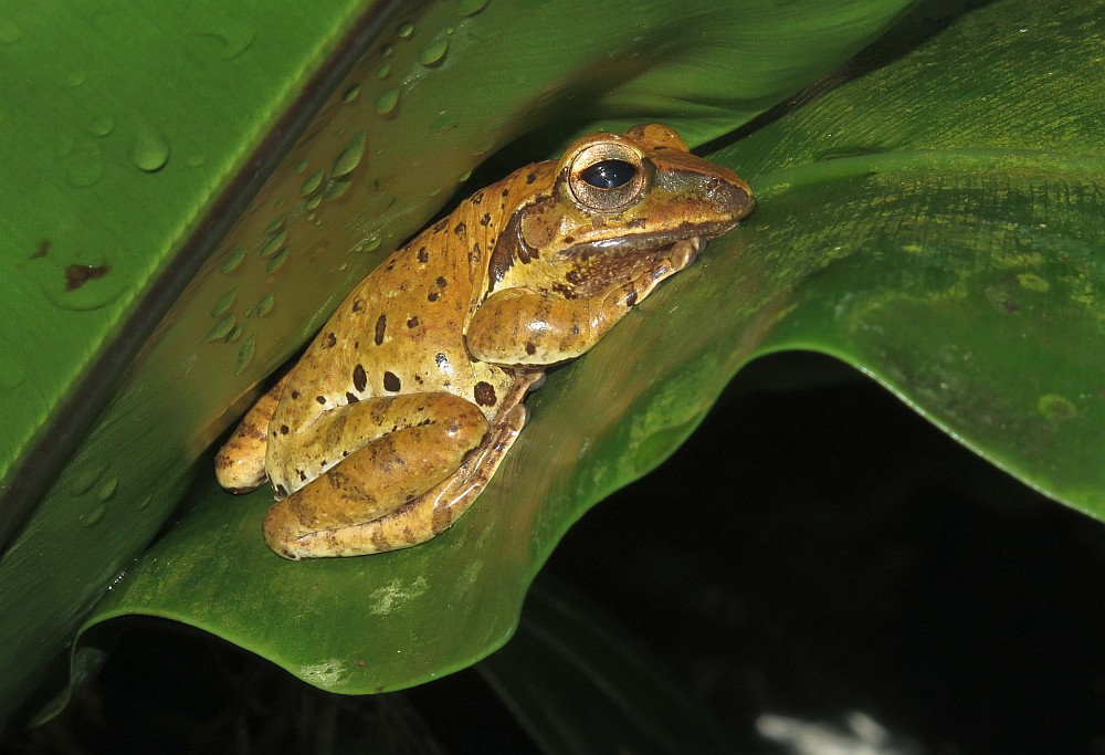 Weißbartruderfrosch Polypedates leucomystax