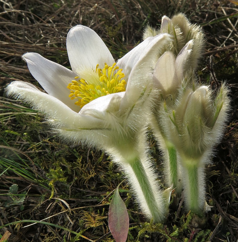 Weiße Kuhschelle