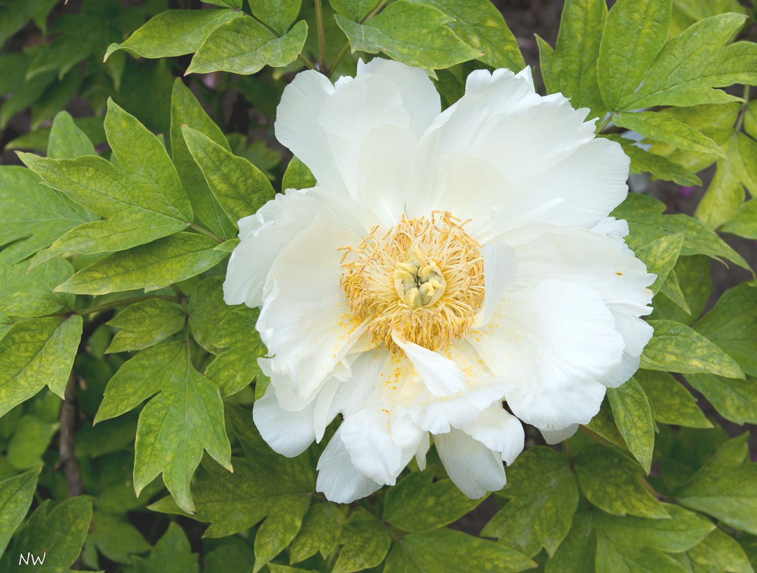 Weiße Strauch-Pfingstrose (Paeonia arbustiva)