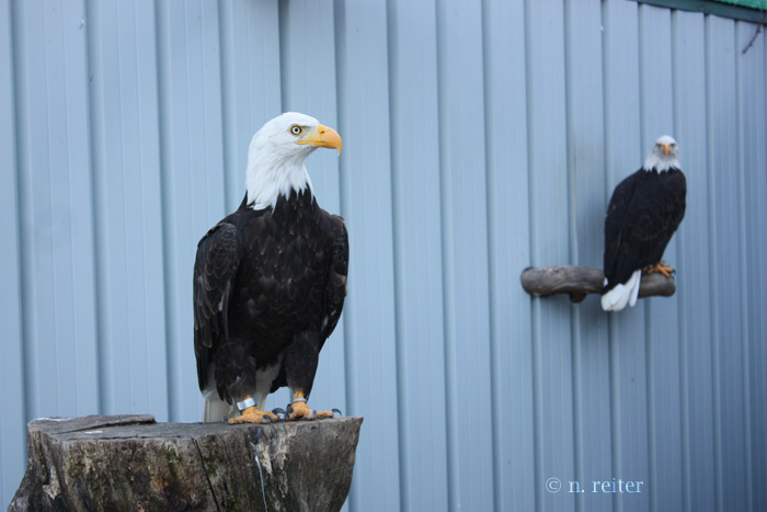 weißkopfseeadler