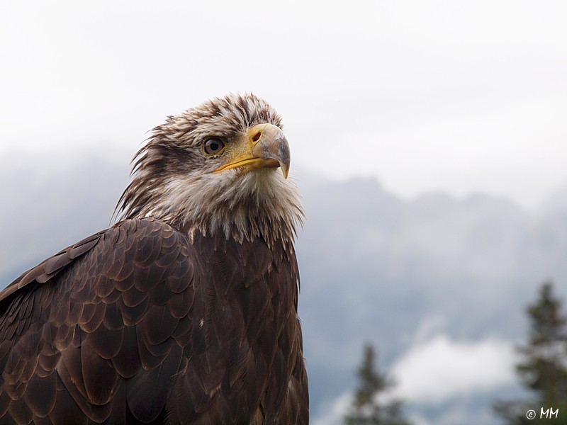 Weißkopfseeadler