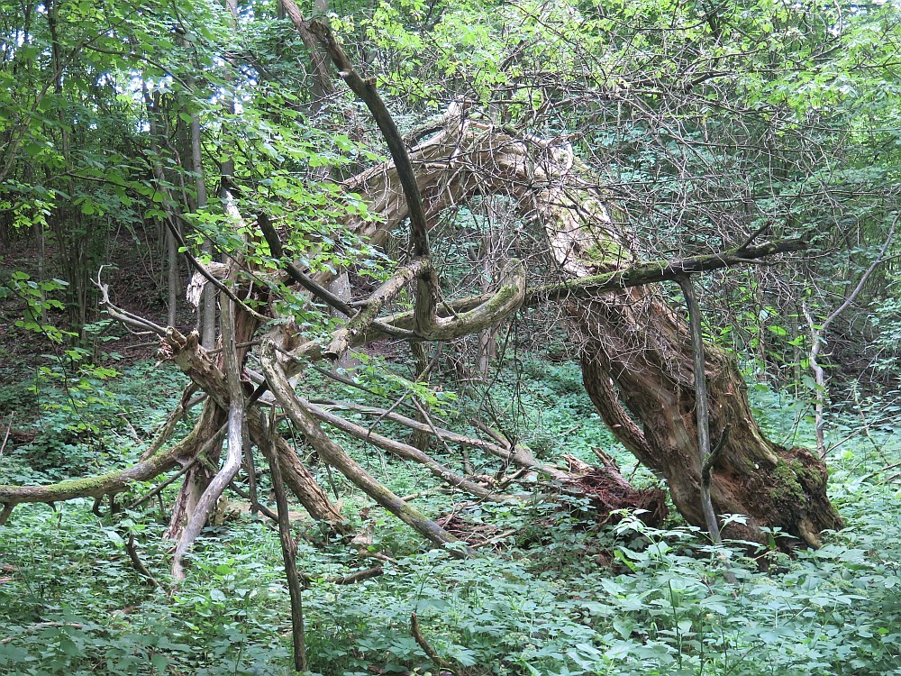 Weidenbaum auch Geister-Weide genannt