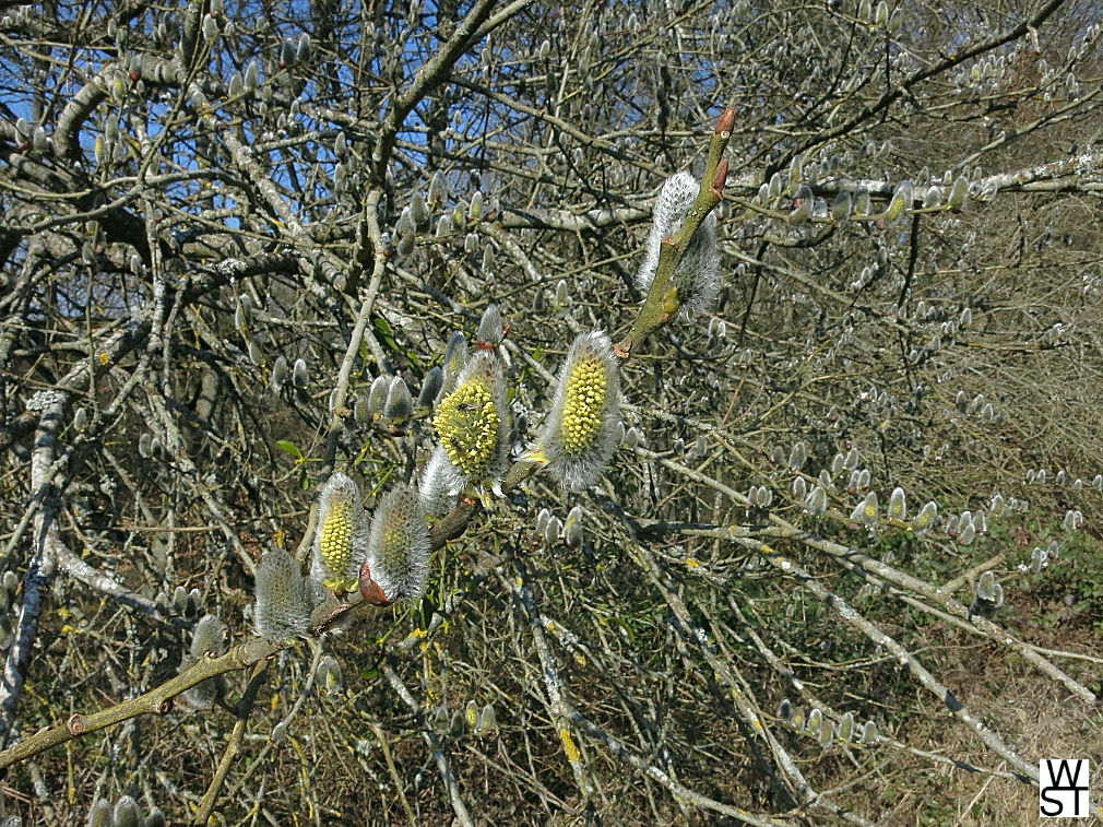 Weidenkätzchenblüten