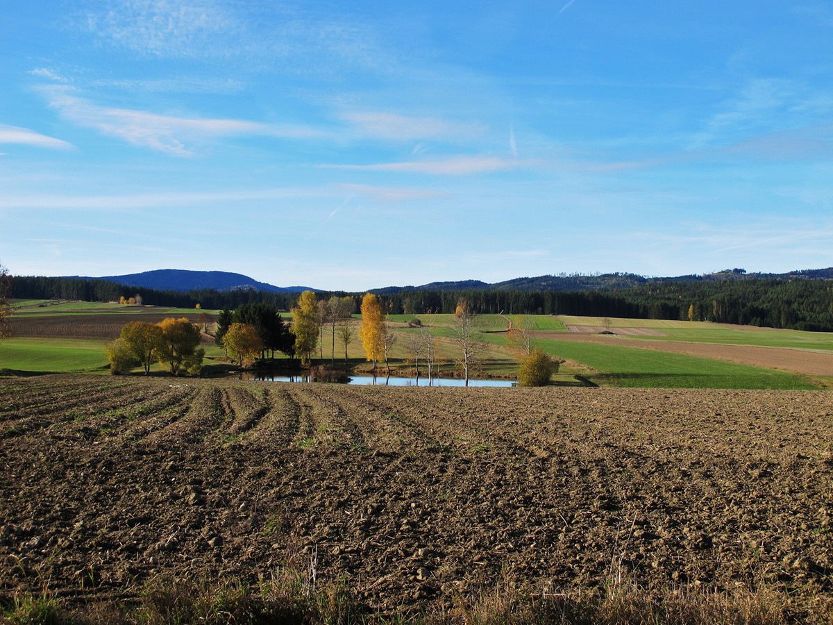 Weiher Waldviertel