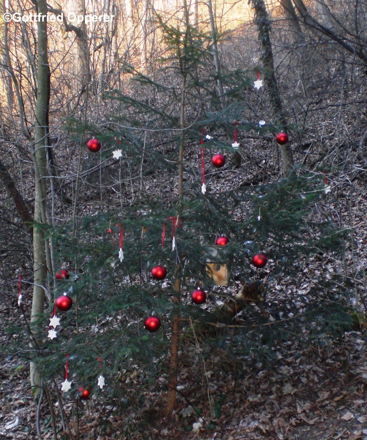 Weihnachtsbaum