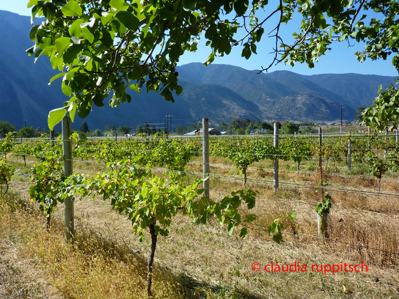 Weinanbau im Similkameen Valley, Kanada