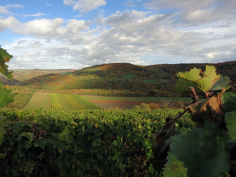 Weinberg bei Fellerich