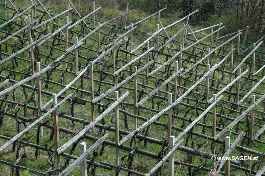 Weinberg im Frühling