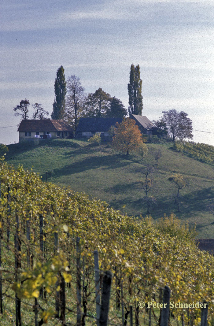 Weinberg, Südsteiermark