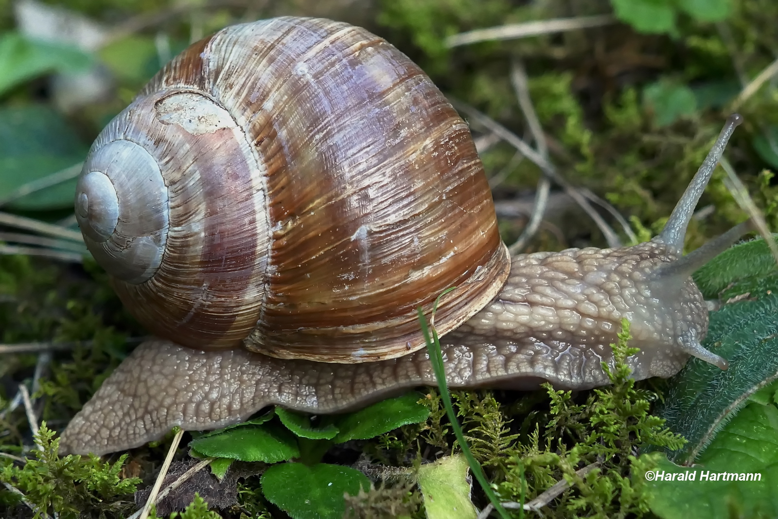 Weinbergschnecke